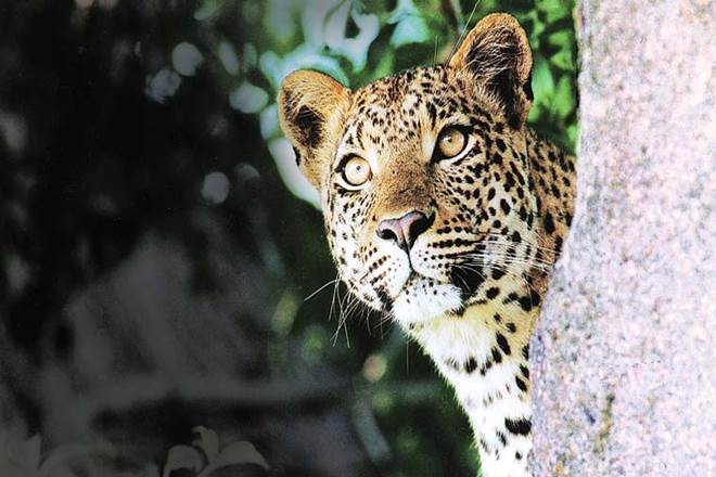 The leopard strayed into Savarkar Nagar area in the early hours of the day