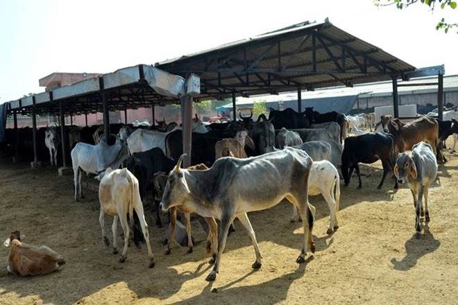 Ashok Gehlot, BJP, Hingonia gaushala, jaipur, Rajasthan chief minister, Vasundhara Raje government