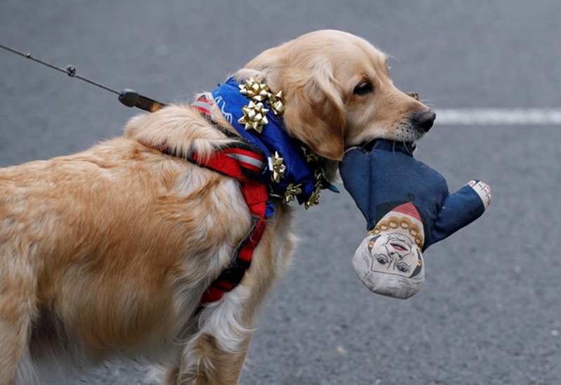A dog holding a doll depicting Britain's Prime Minister Theresa May also participated in the rally. (Reuters photo)