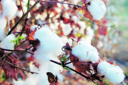 cotton, cotton industry, cotton sector