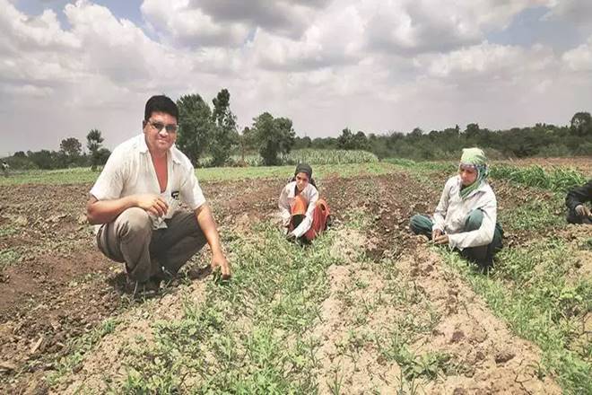 HT Bt cotton is not legally allowed by GoI. But, the government's own committee has estimated that it is being planted on about 15-17% of cotton area. (Express Photo)