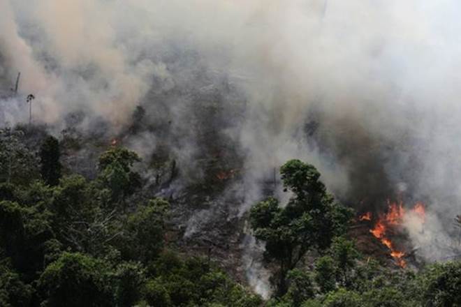 The Amazon - 60% of which is in Brazil - is the world's largest tropical rainforest. It is considered a biodiversity hot spot, with many unique species of plants and animals (Reuters)