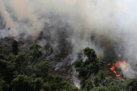 The Amazon - 60% of which is in Brazil - is the world's largest tropical rainforest. It is considered a biodiversity hot spot, with many unique species of plants and animals (Reuters)