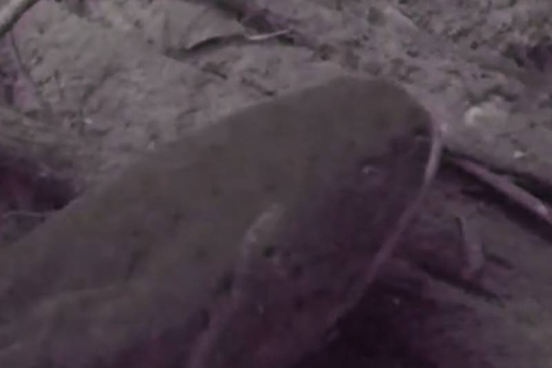 Shocking discovery! World’s most powerful electric eel found in Amazon