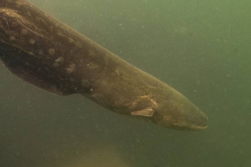 Shocking discovery! World’s most powerful electric eel found in Amazon