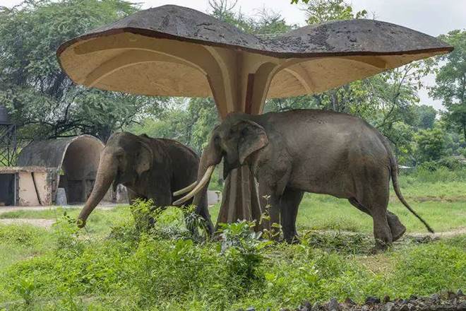Forest, Forests in Uttrakhand, Forest in India, animal man conflict, the elephant in a residential area, elephant attack, wild animal attacks, how to stop wild animal from entering into your area, Bio fencing, jungle related threats, how to stop wild animal from entering into residential areas