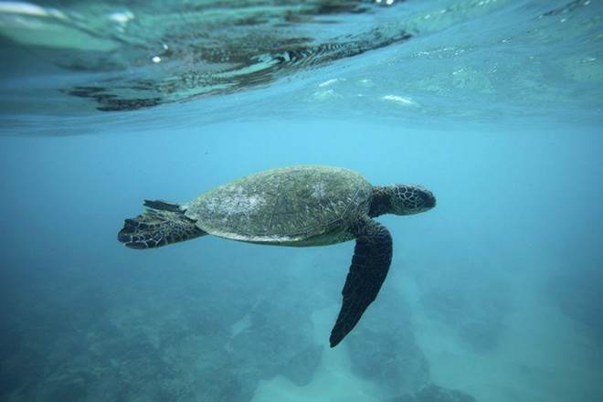 Penguins, turtles, sharks, monitor unmapped ocean regions, ocean mapping