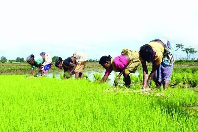 farming, farming sector