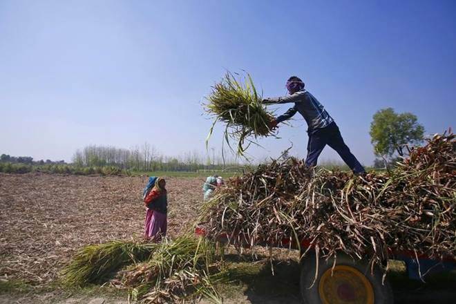 agriculture, agriculture sector