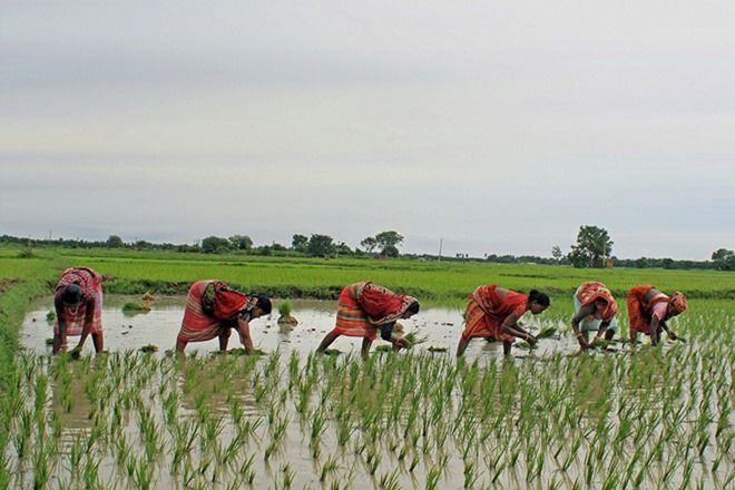 crop insurance, PM Fasal Bima Yojana, agriculture