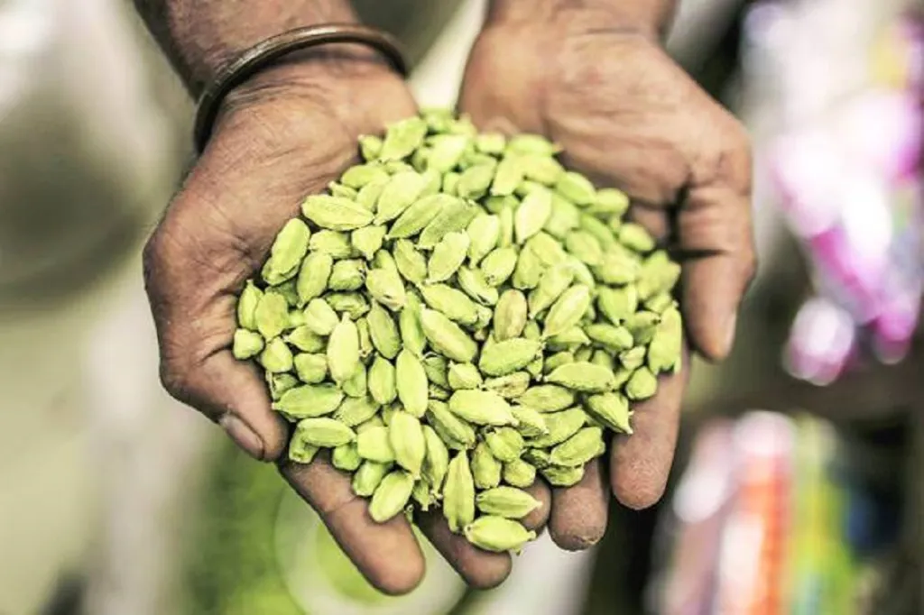 Production of small cardamom, which is traded in the exchanges and exported, is seen declining in Kerala, the major production region.