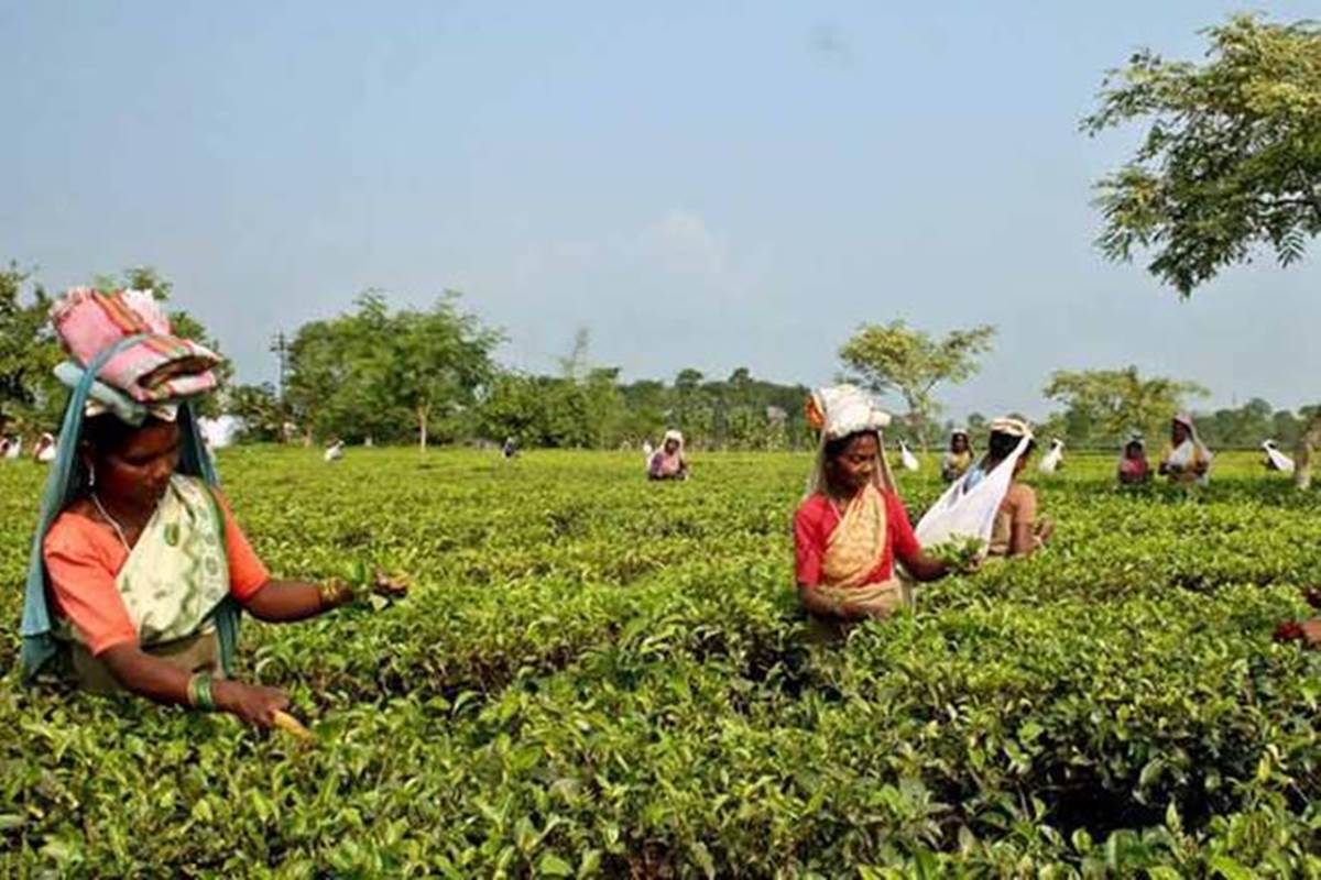 Tea exporters fear dip in export volume in current year Industry News The Financial Express