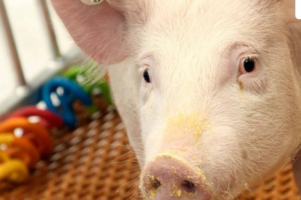 Animal Farm USFDA approves GM pigs for medical and dietary use, but should have been more