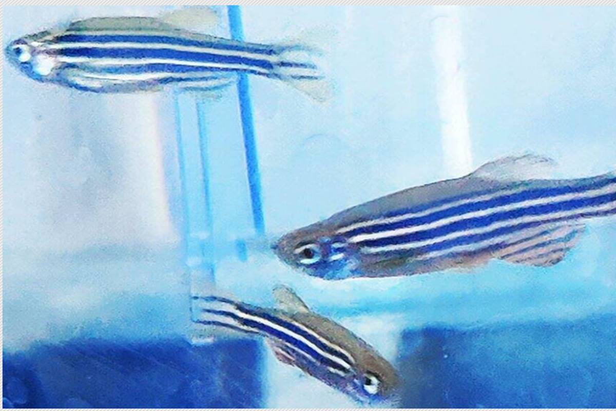 Scientists trace gene that helps Zebrafish regenerate their damaged