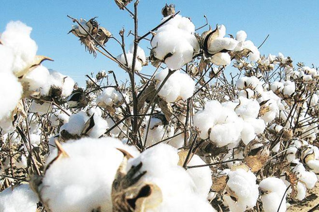 cotton