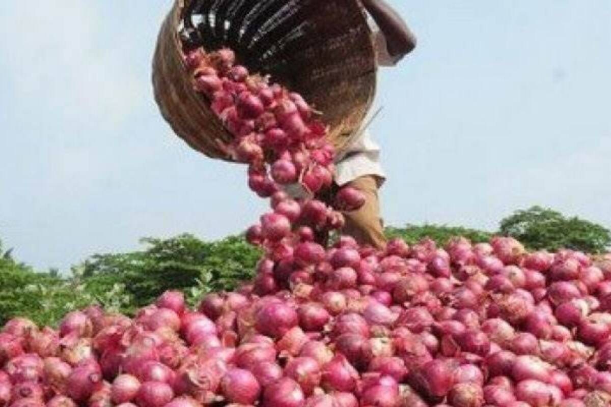 Wholesale onion prices crash by nearly 50 on higher supplies