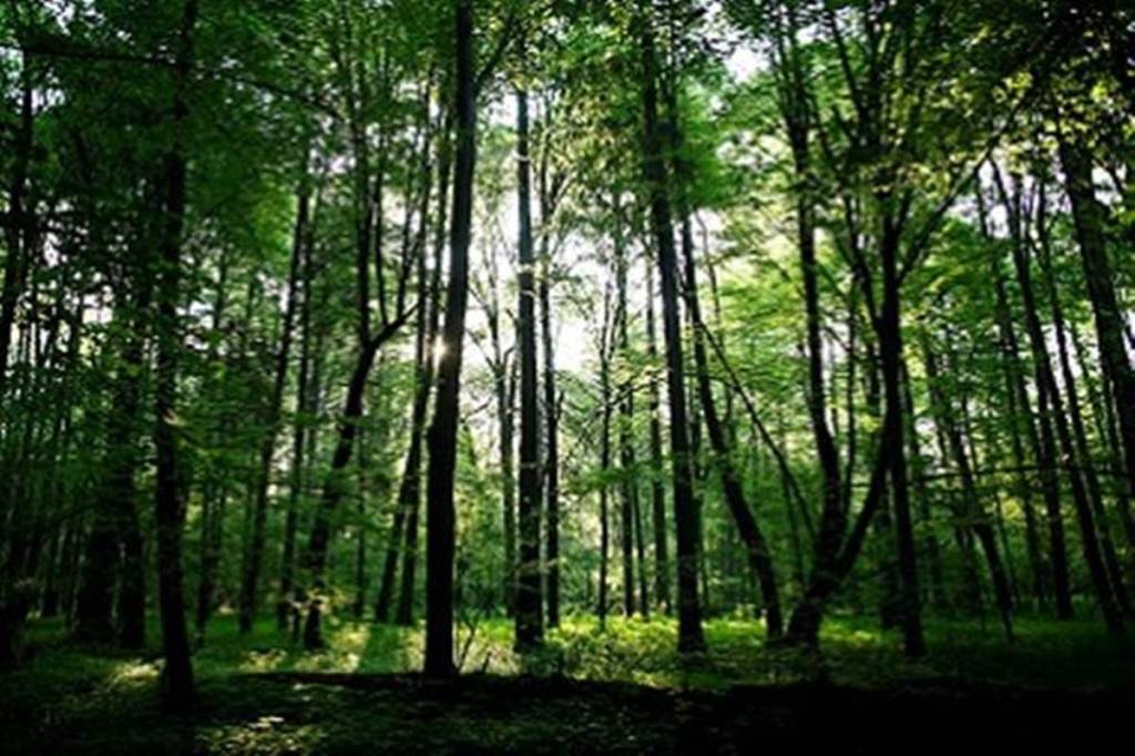 Sustainable management of forests can play a major role in combating climate change.