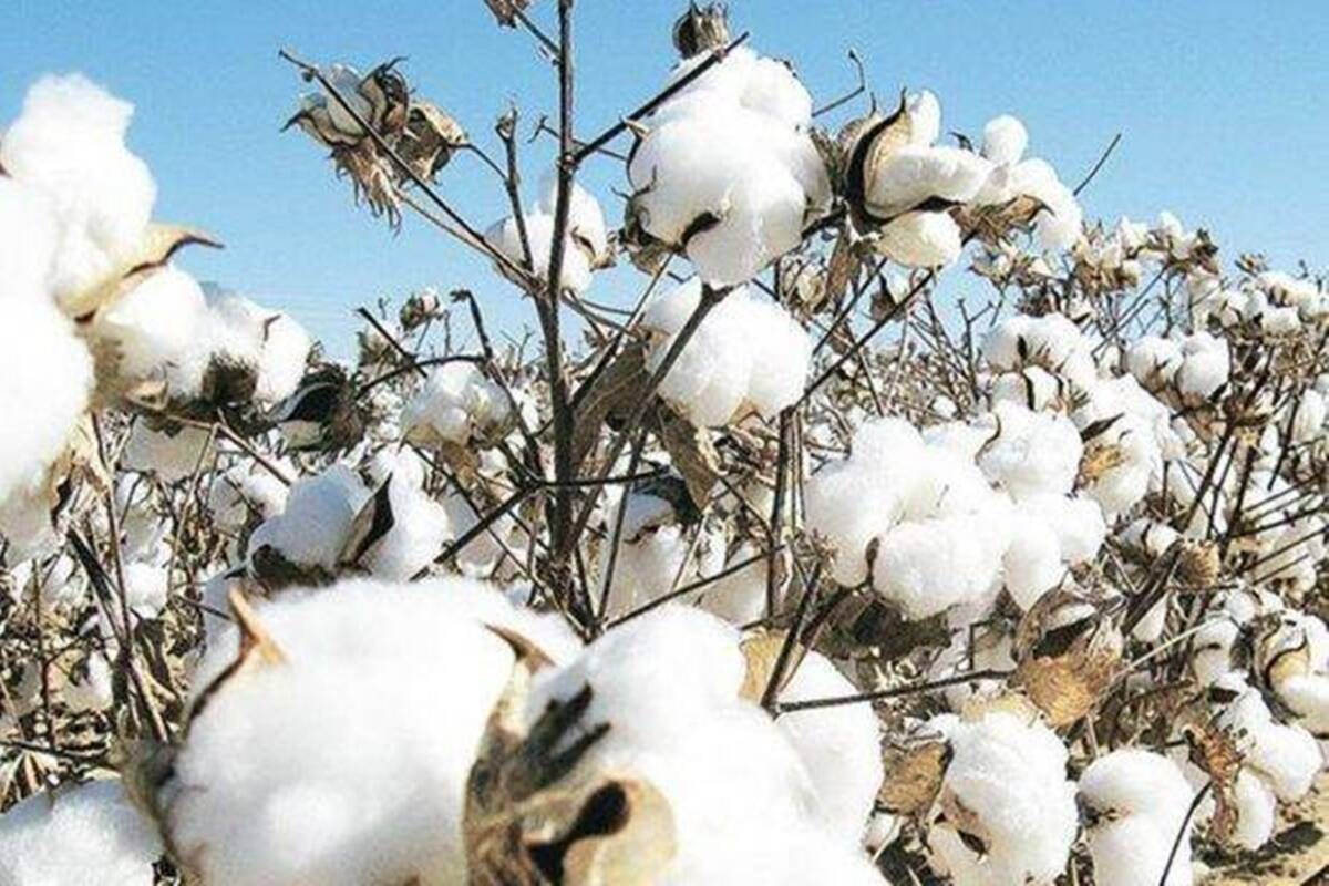 Cotton Association of India lowers output estimates for current season