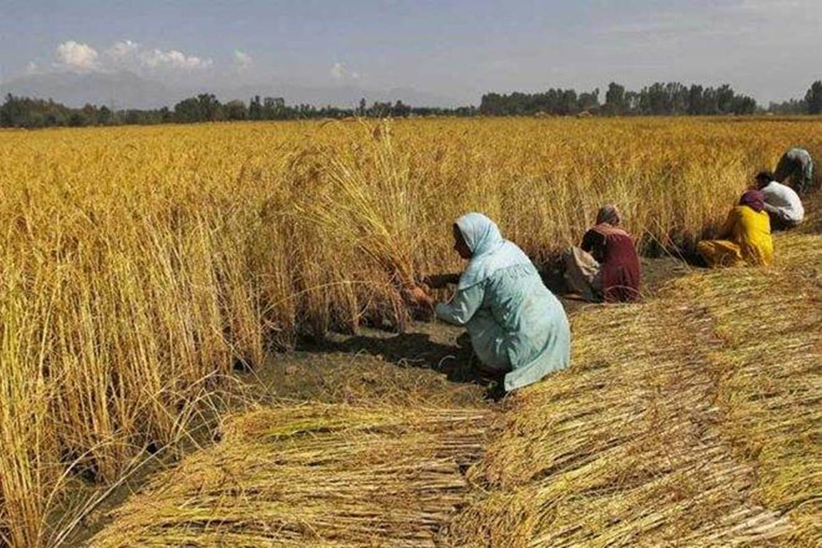 Over 81pc wheat area harvested; pulses & oilseeds harvest over amid