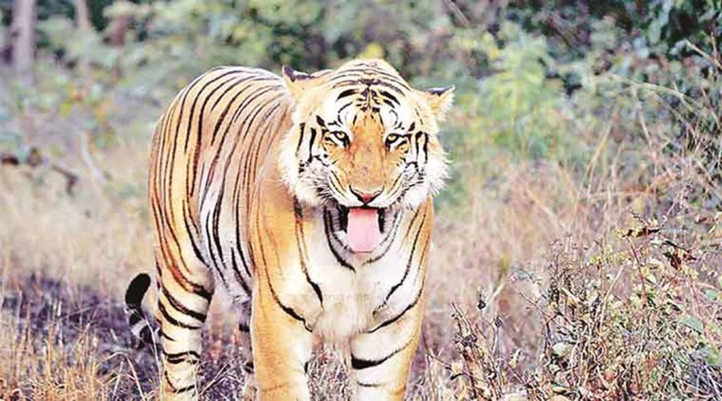 Watched Vidya Balan’s Sherni? Here are some little known facts about tiger tracking you must