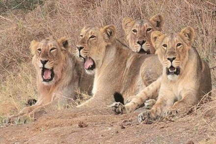 Gir Lions, Prime Minister Narendra Modi , World Lion Day, Lion Day 2021, conservation of lions, number of lions in Gujarat, asiatic lion