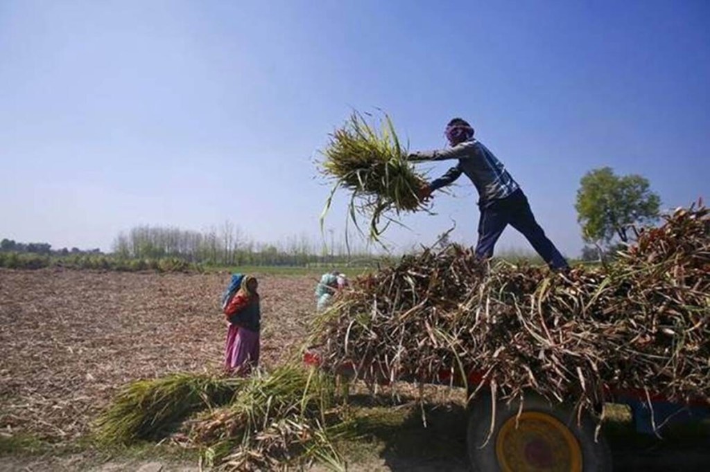 Commission of Agricultural Cost and Price wants sugarcane farmers’ dues