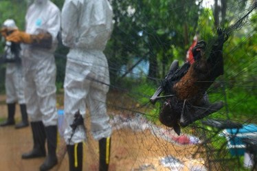 Nipah virus carrier bat