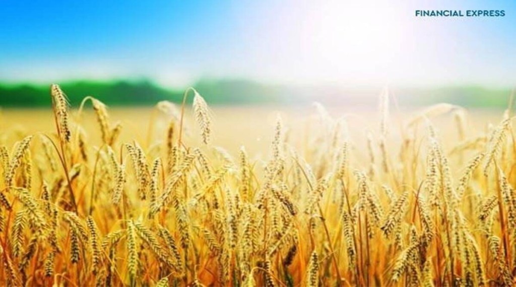 Madhya Pradesh was to contribute about 13 mt of wheat to the central procurement drive, some of which may go for export as the farmers prefer to sell their produce to those who offer prices above MSP.