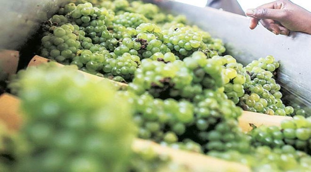 It’s been a double whammy for grape farmers in Nashik, one of the largest grape growing belts in the country. The Russian invasion of Ukraine has made exports uncertain and unseasonal rains have increased domestic availability of grapes, forcing farmers to sell their produce at throwaway prices.