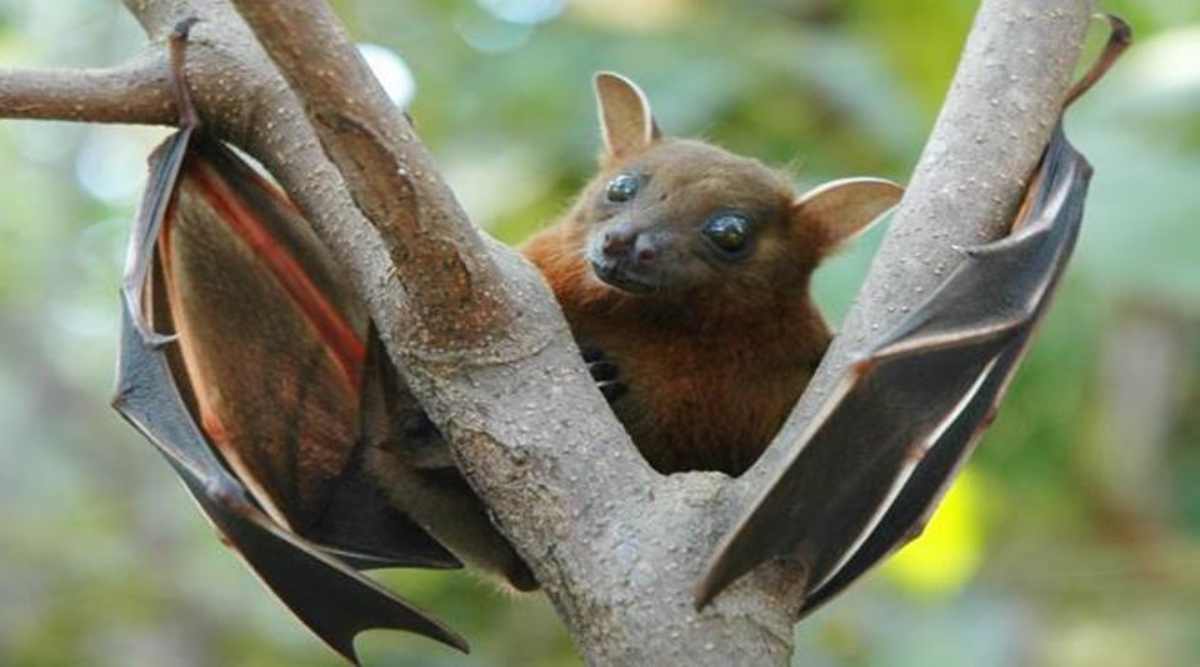 US researchers develop Nipah virus vaccine that can offer protection in ...