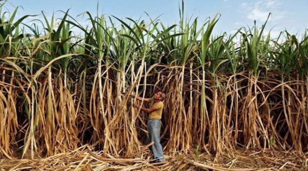 sugarcane