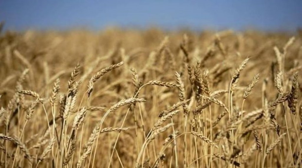 wheat purchases