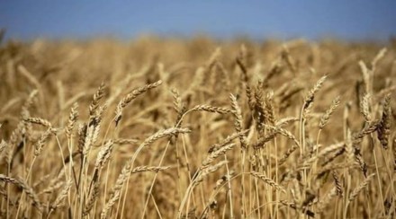 wheat purchases