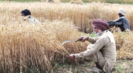 Wheat has share of 45% in the total food subsidy expenses.
