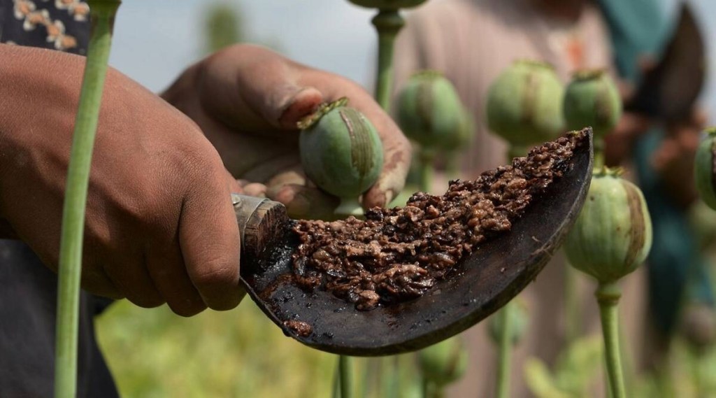 The order warns farmers that their crops will be burned and they can be jailed if they proceed with the harvest.