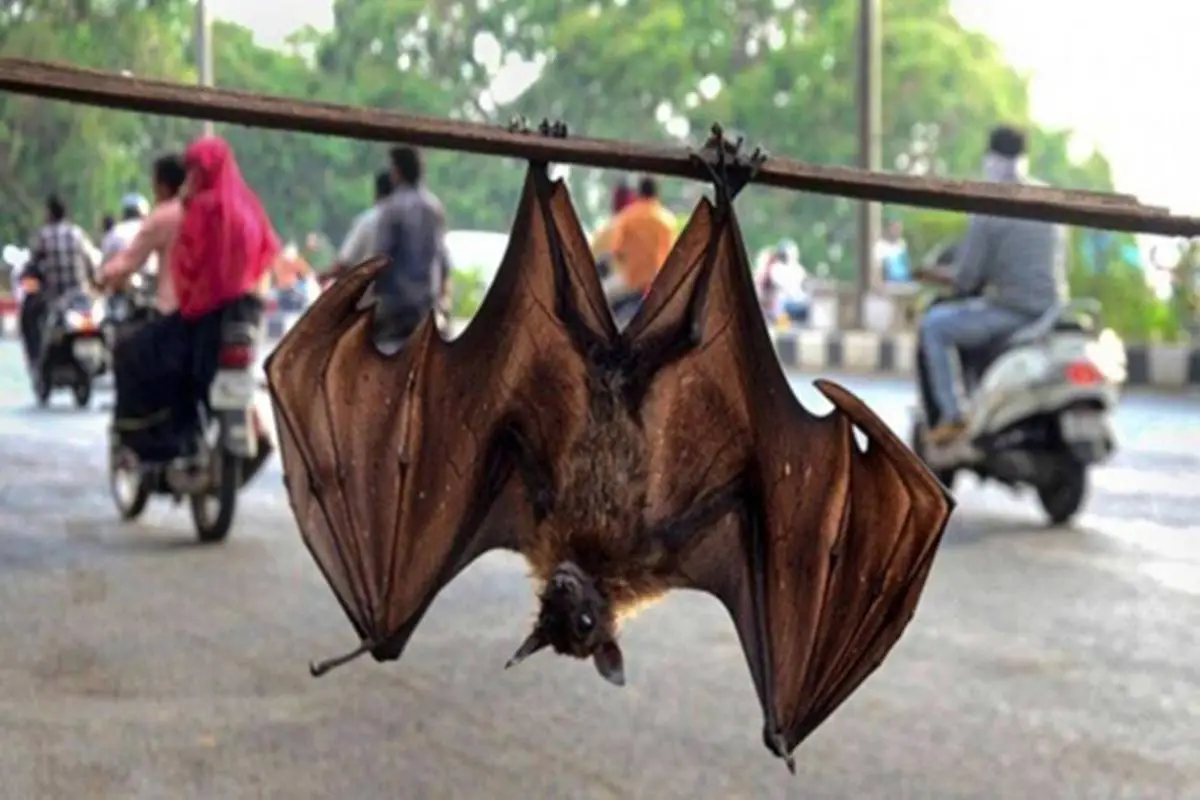 Not just Coronavirus, Bats harbor most dangerous zoonotic viruses