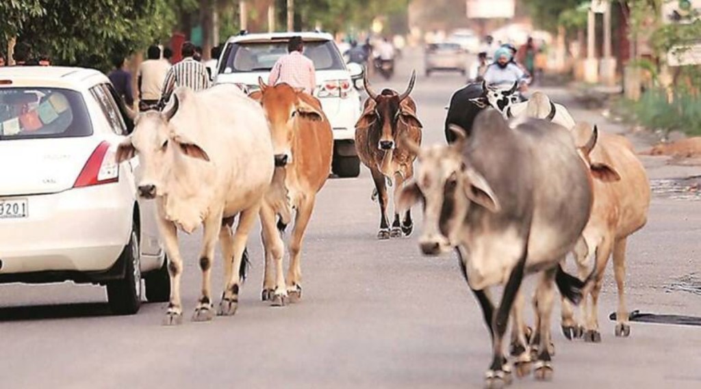 As part of the plan, the state government will build shelters within the next 100 days which can accommodate up to 50,000 stray cattle, going up to 1 lakh in six months.