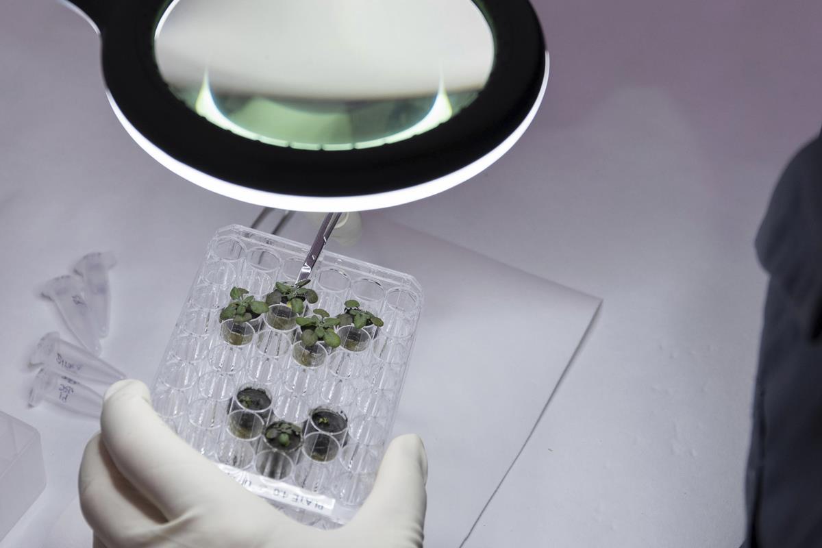 Scientists successfully grow plants in Moon soil See Exclusive PHOTOS