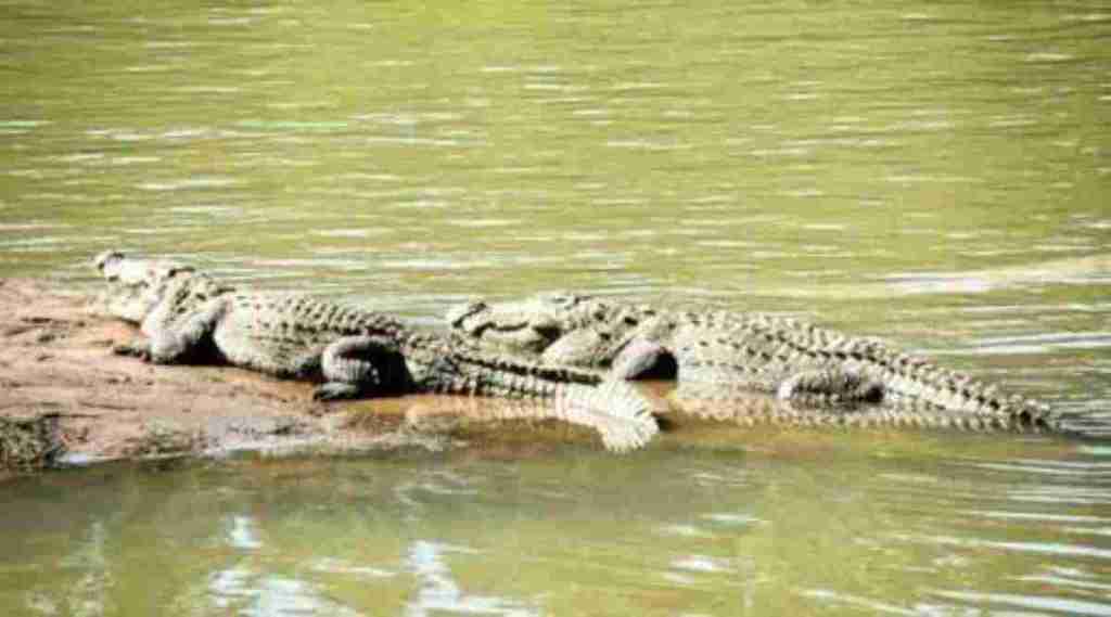Crocodile safari in Ratnagiri, Maharashtra New initiative to boost