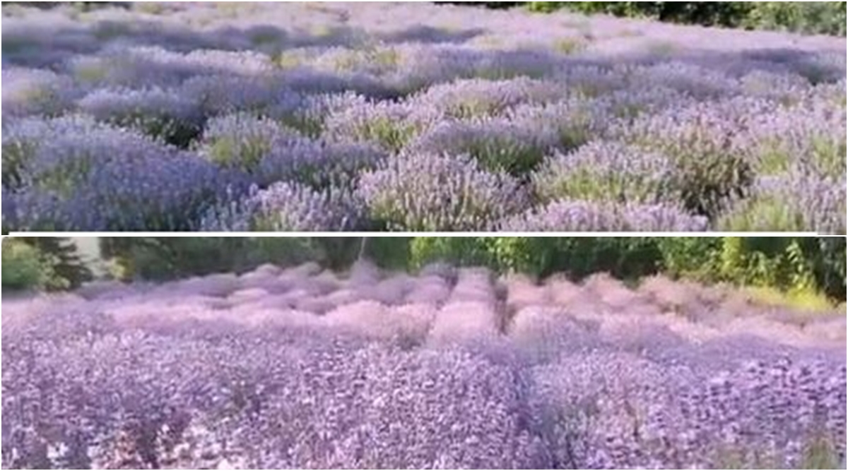 lavender festival