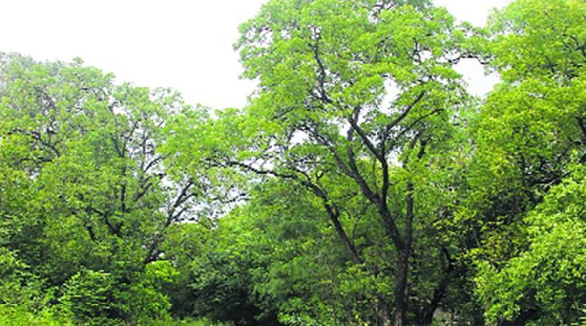 Growing trees outside forests in India can offer environmental