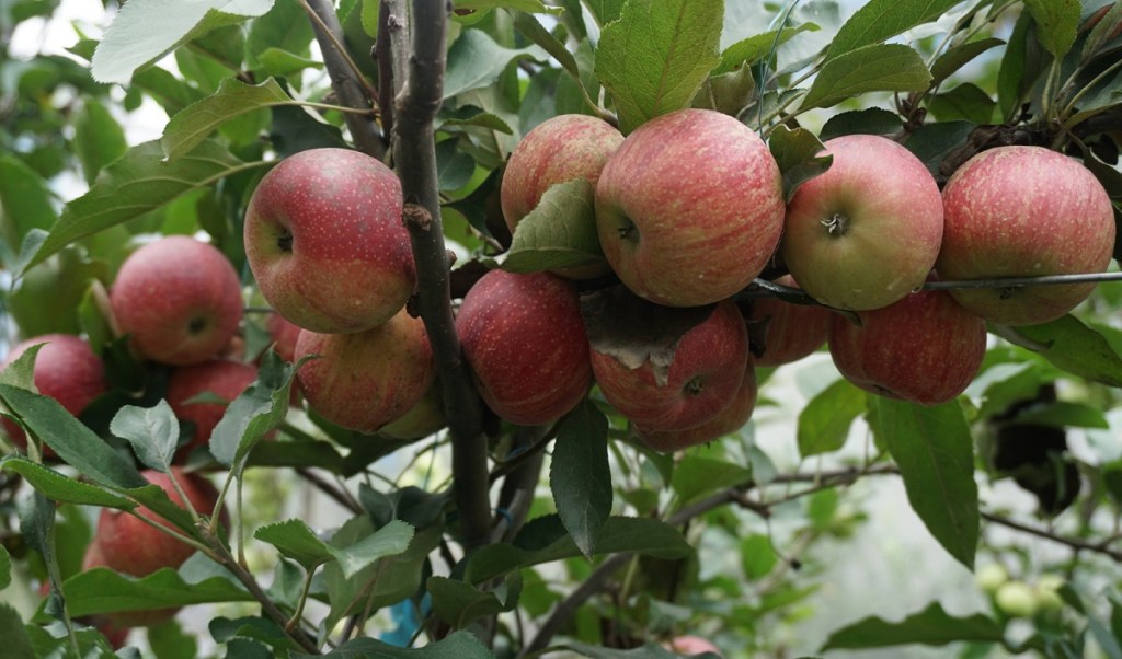 CSR, farmer, cultivation, apple farms, coca cola, apple, fruit circular economy, horticulture, ultra-high-density plantation, sustainability, subsidy
