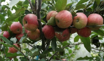 CSR, farmer, cultivation, apple farms, coca cola, apple, fruit circular economy, horticulture, ultra-high-density plantation, sustainability, subsidy