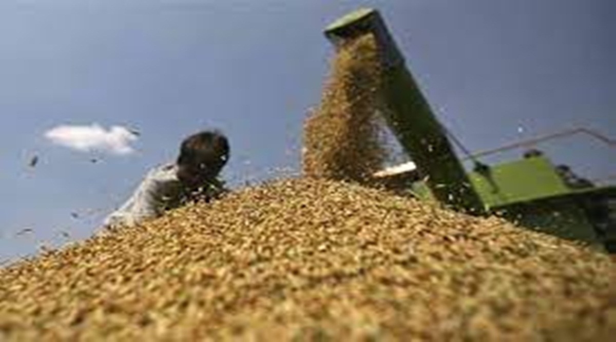 With export ban exceptions, India's wheat export forecast to be 7