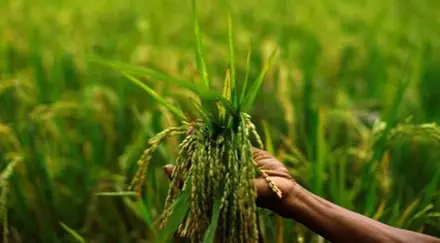 More importantly, they don’t insulate farmers from continuing market failures, volatility of prices and sudden supply gluts, especially when bumper harvests are increasingly becoming the new normal unlike the era of food scarcity in the 1960s.