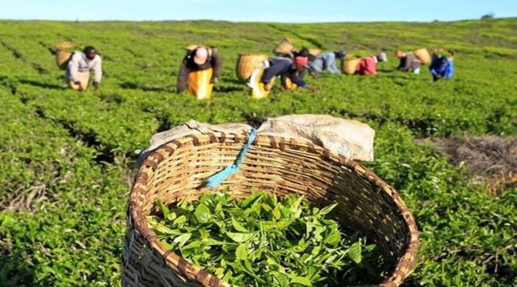 tea imports