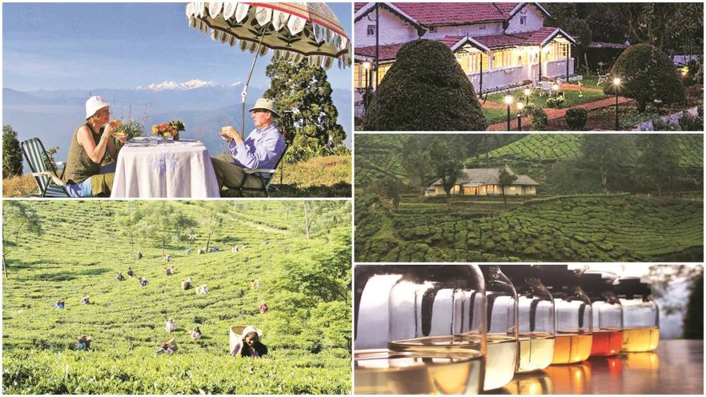 Tea meets travel The culture of tea tourism Travel & Tourism News The Financial Express