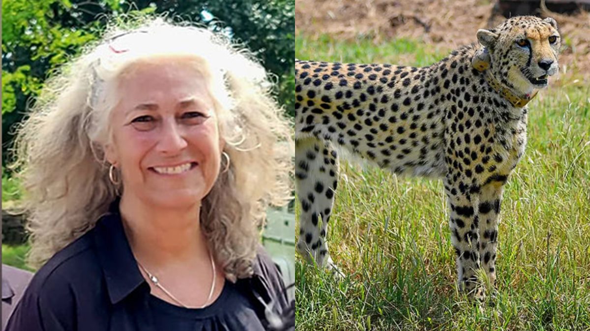 ‘More cheetahs to be brought to India in coming years’: Laurie Marker