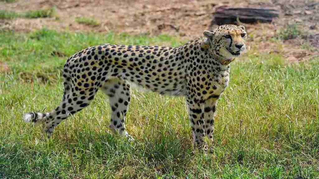 Project Cheetah: What happened to Indian Cheetahs 7 decades ago? | The