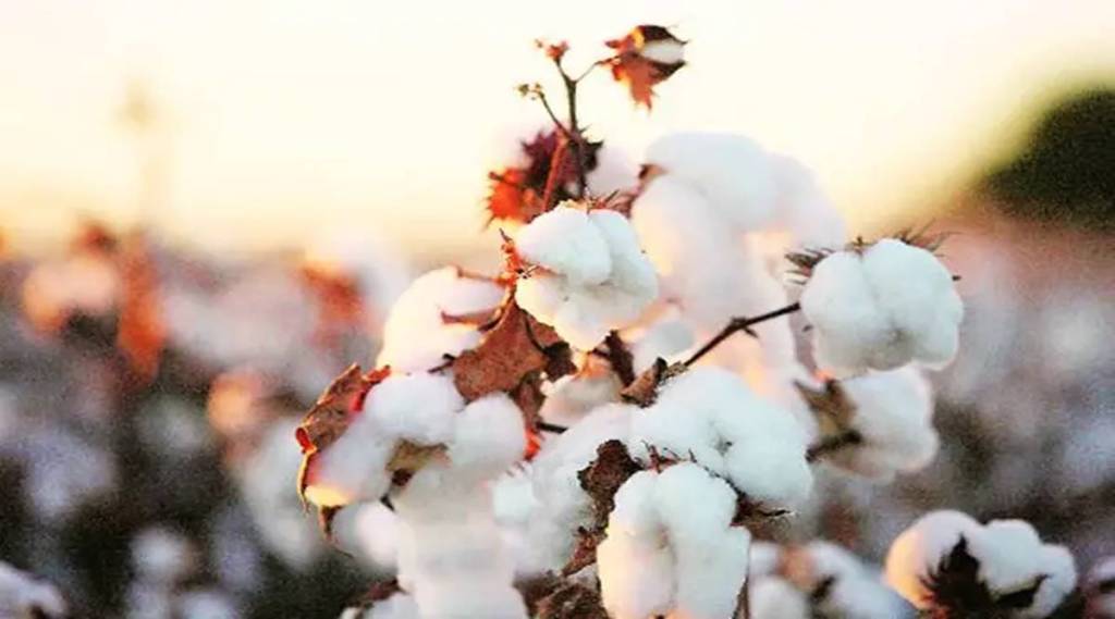 Cotton prices start downward trend Commodities News The Financial